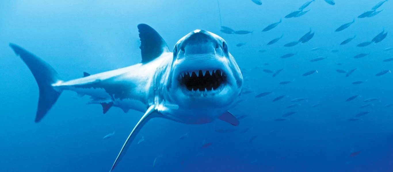 Βίντεο: Καρχαρίας-σφυροκέφαλος αρπάζει ψάρι μέσα από τα χέρια έκπληκτου ψαρά!